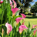 Alojamento de Acomodação e Pequeno-almoço Foresteria Simona