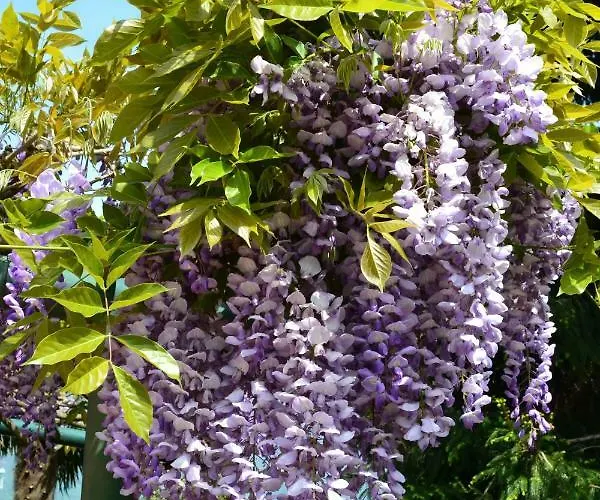 Oda ve Kahvaltı Foresteria Simona 4*