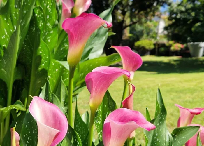 ベッド・アンド・ブレックファスト Foresteria Simona